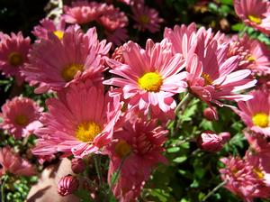 Chrysanthemum 39;39;hardy coral pink single39;39; Hardy Mum from Quac