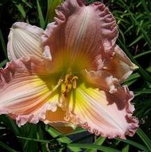 Hemerocallis 'Picture Pretty'