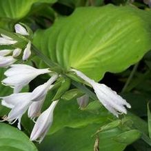 Hosta 'Moonlight Sonata'