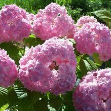 Hydrangea macrophylla 'Dooley'