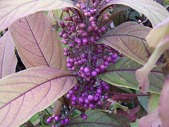 Callicarpa kwangtungesis