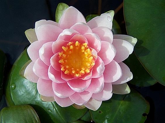 Nymphaea odorata 'Madame Wilfron Gonnere'