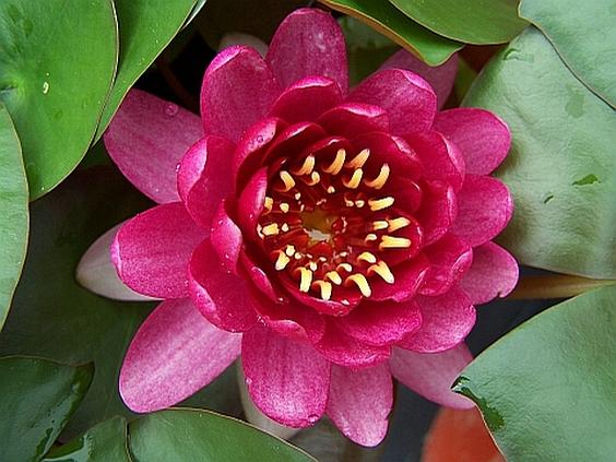Nymphaea odorata 'Perry's Baby Red'