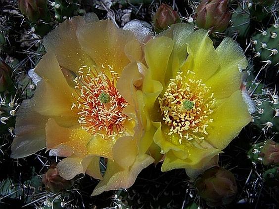 Opuntia fragilia Southwest Nebraska