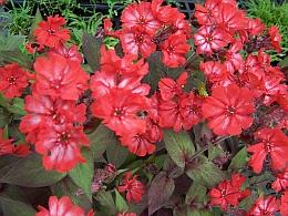 Catalog Lychnis arkwrightii 'Lengai Red'