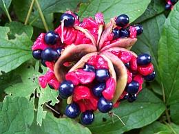 Catalog Paeonia japonica autumn seed head