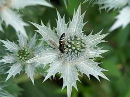 Display Gardens Eryngium giganteum and bee