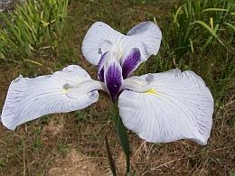Display Gardens Iris ensata 'Emotion'