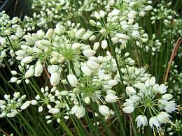 On Site Sales Allium thunbergii 'Album'