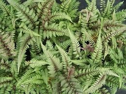 On Site Sales Athyrium nipponicum 'Pictum'