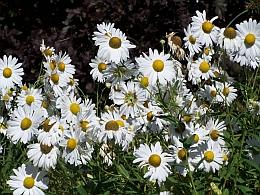 On Site Sales Leucanthemella serotina 'Herbststern'
