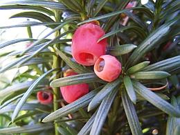 On Site Sales Taxus x media 'Maureen'