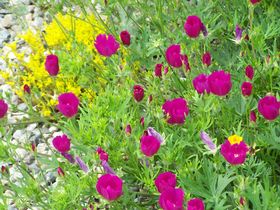 Display Gardens