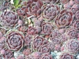 Display Gardens