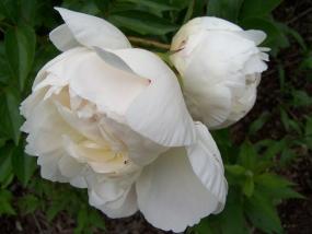 Display Gardens index.cfm/fuseaction/plants.featured/index.htm