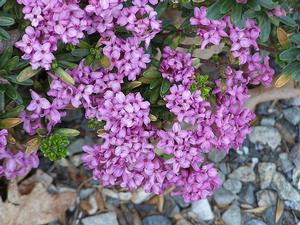 Daphne x rollsdorfii 'Wilhelm Schacht'