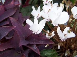 Moses in the Cradle and Florist Cyclamen are poisonous