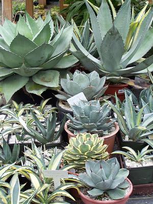 Agaves are beautiful. Not only are they armed with spines but their sap can also be poisonous.