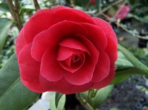 Camellia is gloriously non-toxic