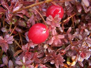 Vaccinium macrocarpum in autumn