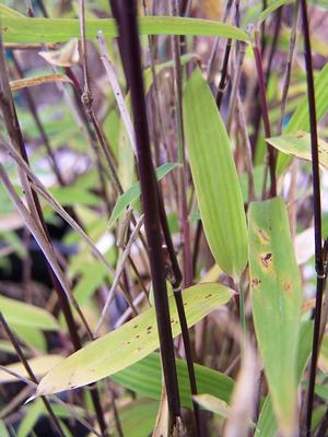 and here are the black stems of Fargesia nitida 'Ravenwood'