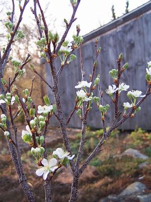 first time flowering on this very small shrub from cutting. As shrub grows the plethora of flowers will increase exponentially