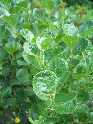 a closer look at the unusual leaf form