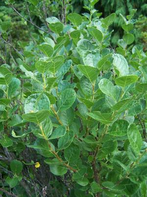 Note the rounded, scalloped leaf of the Graves Beach Plum