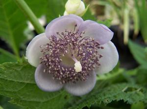 Deinanthe caerulea 'Blue Wonder': close up of a single floret.