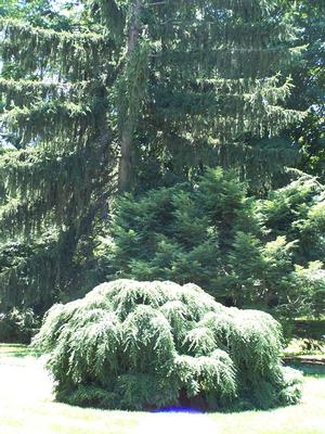 Conifer trio also taken at Mt. Auburn Cemetery