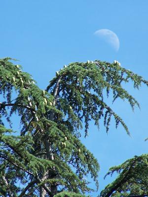 Cedrus libani with moon taken at Mt. Auburn Cemetery