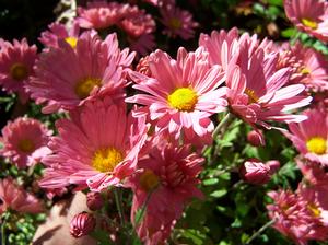 It's a Chrysanthemum. No, it's a Dendranthema. Nope, it's a Chrysanthemum. Dammit - it's a Dendranthema. You don't know what you're talking about! It's a freaking Chrysanthemum. SHUT UHHHHHHP, you two! Whatever it is it's BEAUTIFUL.