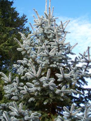 Picea pungens 'Hoopsii' straddles size categories: Dwarf in youth it will eventually cross into the Large category