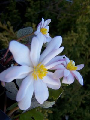 Sanguinaria canadensis 'Pink Form' (maybe the same as 'Blush')