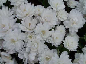 Sanguinaria canadensis 'Multiplex'