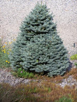 Abies lasiocarpa 'Arizonica Compacta'