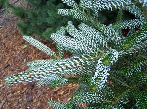 Abies koreana 'Silberlocke'