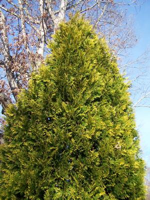 Thuja occidentalis 'Lutea' the big brother of T. occidentalis 'Yellow Ribbon'