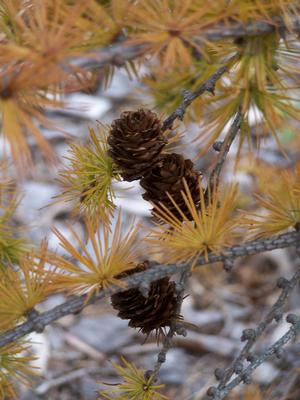 Beautiful golden needles of Larix kaempferi before leaf fall in autumn