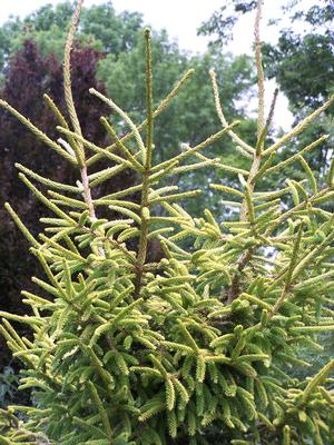 Picea orientalis 'Skylands'