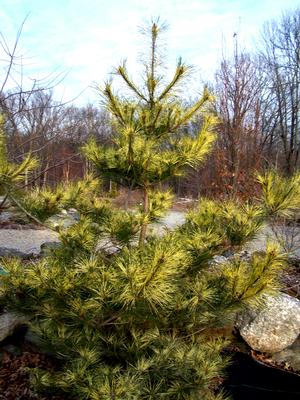 Pinus densiflora 'Oculus-draconis'