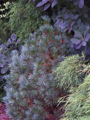 Pinus cembra 'Blue Mound'