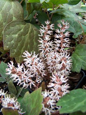 Pachysandra procumbens spring bottle brushes