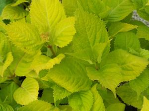 The brilliant yellow foliage of Hydrangea macrophylla 'Rivendell'