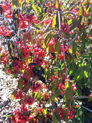 Tea Viburnum's typical fruit set