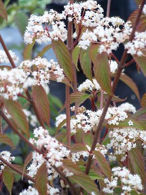 Viburnum setigerum in bloom