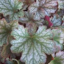 Heuchera x 'Geisha's Fan' Heuchera x 'Geisha's Fan'