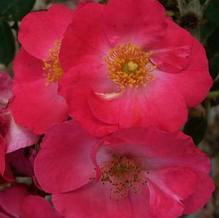 Rosa x 'Chuckles' Rosa x 'Chuckles'