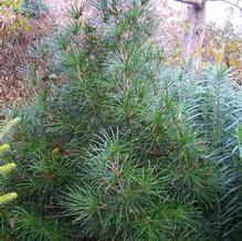 Sciadopitys verticillata 'Feuerwerk' Sciadopitys verticillata 'Feuerwerk'