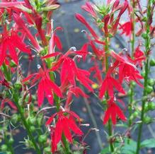 Lobelia cardinalis Lobelia cardinalis